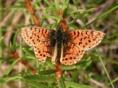 Boloria aquilonaris