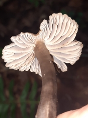 Neohygrocybe