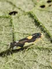 Eupteryx