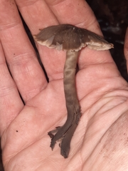 Neohygrocybe