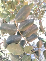 Ceratonia siliqua