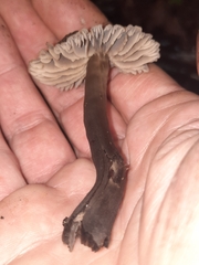 Neohygrocybe