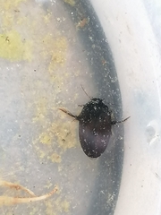 Agabinae