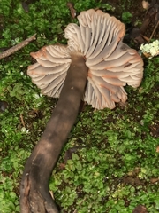 Neohygrocybe
