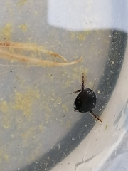 Agabinae