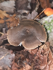 Neohygrocybe