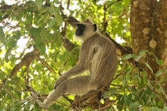 Semnopithecus priam