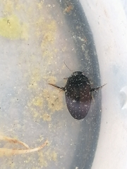 Agabinae