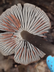 Neohygrocybe