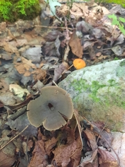 Neohygrocybe