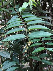 Decaspermum fruticosum