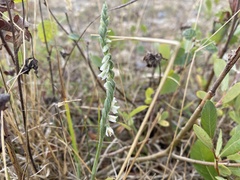 Spiranthes spiralis