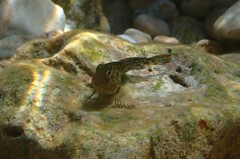 Parablennius sanguinolentus