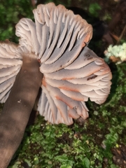 Neohygrocybe