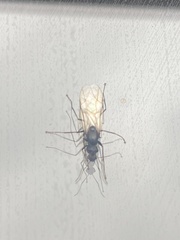 Camponotus