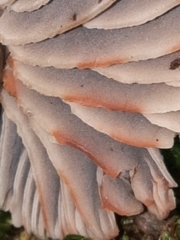 Neohygrocybe