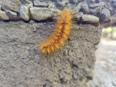 Acronicta aceris