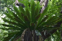 Asplenium australasicum