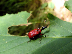 Apoderus coryli