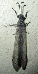 Neuroptera