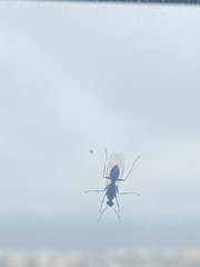 Camponotus