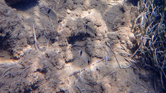 Diplodus vulgaris
