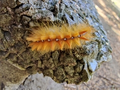 Acronicta aceris