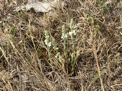 Spiranthes spiralis