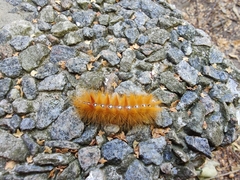 Acronicta aceris