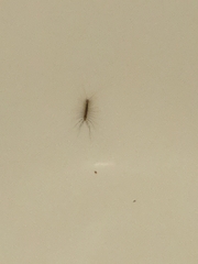 Scutigera coleoptrata