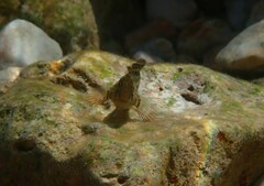 Parablennius sanguinolentus
