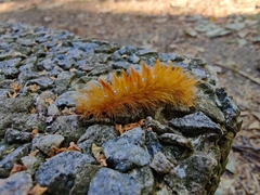 Acronicta aceris