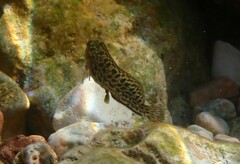 Parablennius sanguinolentus