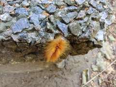 Acronicta aceris