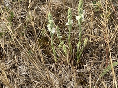Spiranthes spiralis