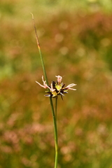 Juncus jacquinii