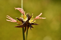 Juncus jacquinii