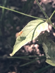 Chyromyidae