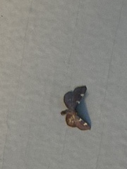 Hypsopygia