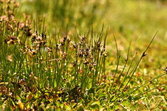 Juncus jacquinii