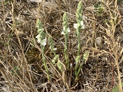 Spiranthes spiralis