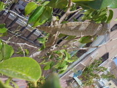 Chamaeleo chamaeleon chamaeleon