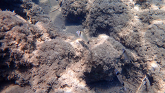 Diplodus vulgaris
