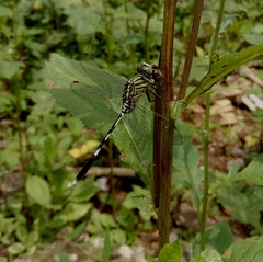 Orthetrum sabina