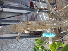 Chamaeleo chamaeleon chamaeleon