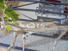 Chamaeleo chamaeleon chamaeleon
