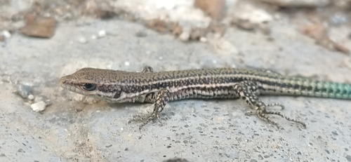 Andalusian wall lizard, photo 10 of 10