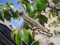 Chamaeleo chamaeleon chamaeleon