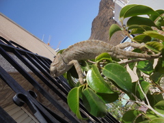 Chamaeleo chamaeleon chamaeleon