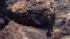 Thalassoma pavo